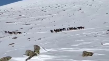 Yılkı atları karla kaplı doğada dans etti, o anlar cep telefonu kamerasına yansıdı