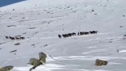 Yılkı atları karla kaplı doğada dans etti, o anlar cep telefonu kamerasına yansıdı