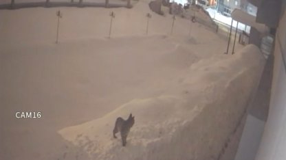 Yüksekova şehir merkezinde vaşak görüntülendi