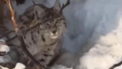 Yüksekova’da yerleşim alanına inen vaşak görüntülendi