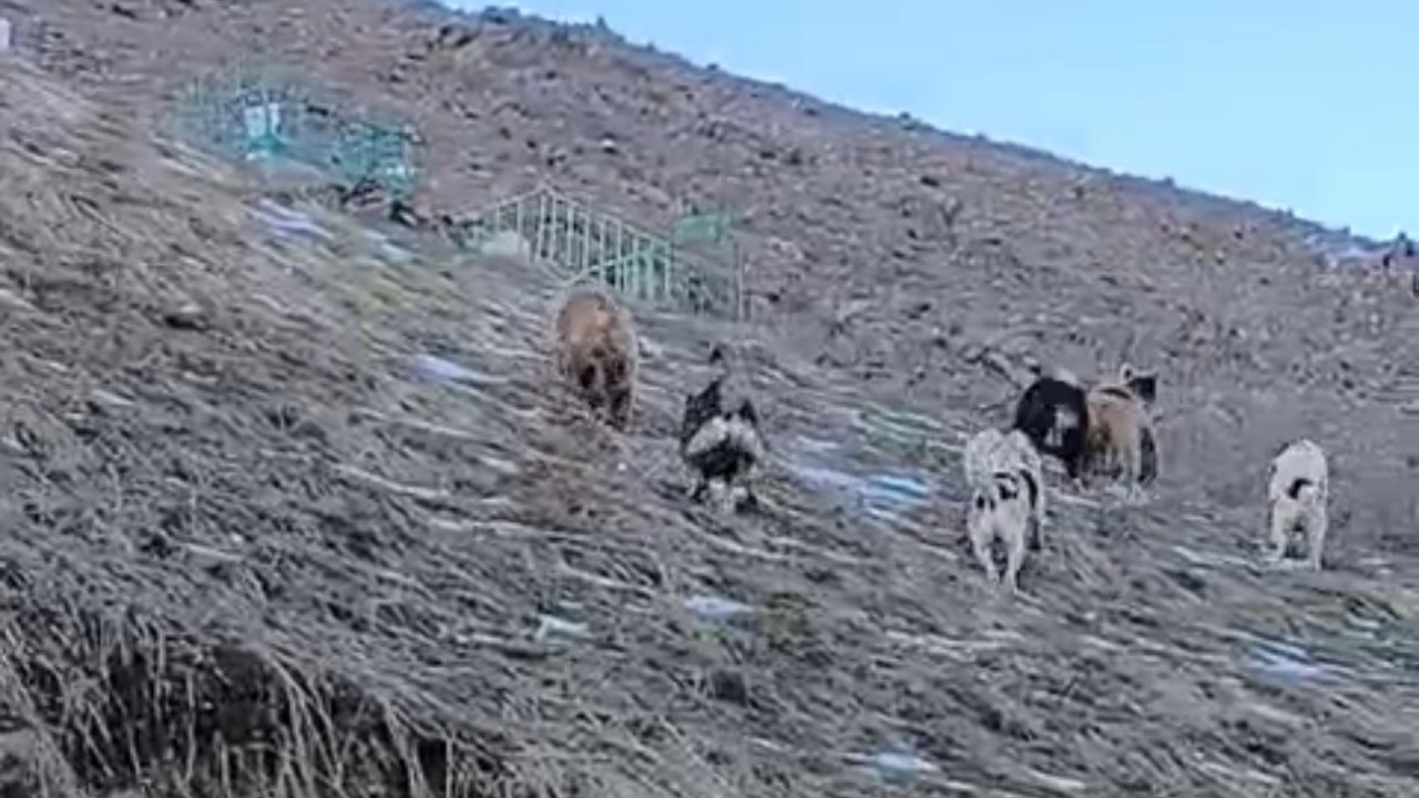 Yüksekova’da yerleşim yerine inen ayıları çoban köpekleri uzaklaştırdı