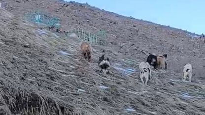 Yüksekova’da yerleşim yerine inen ayıları çoban köpekleri uzaklaştırdı