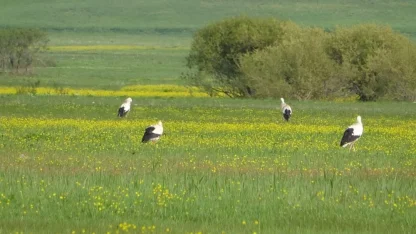 Yüksekova’nın biyoçeşitliliği kayıt altına alınacak