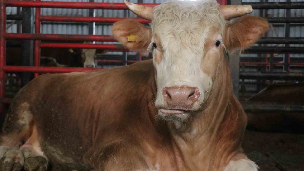 1,5 tonluk dev tosun, 950 bin liraya vitrine çıktı