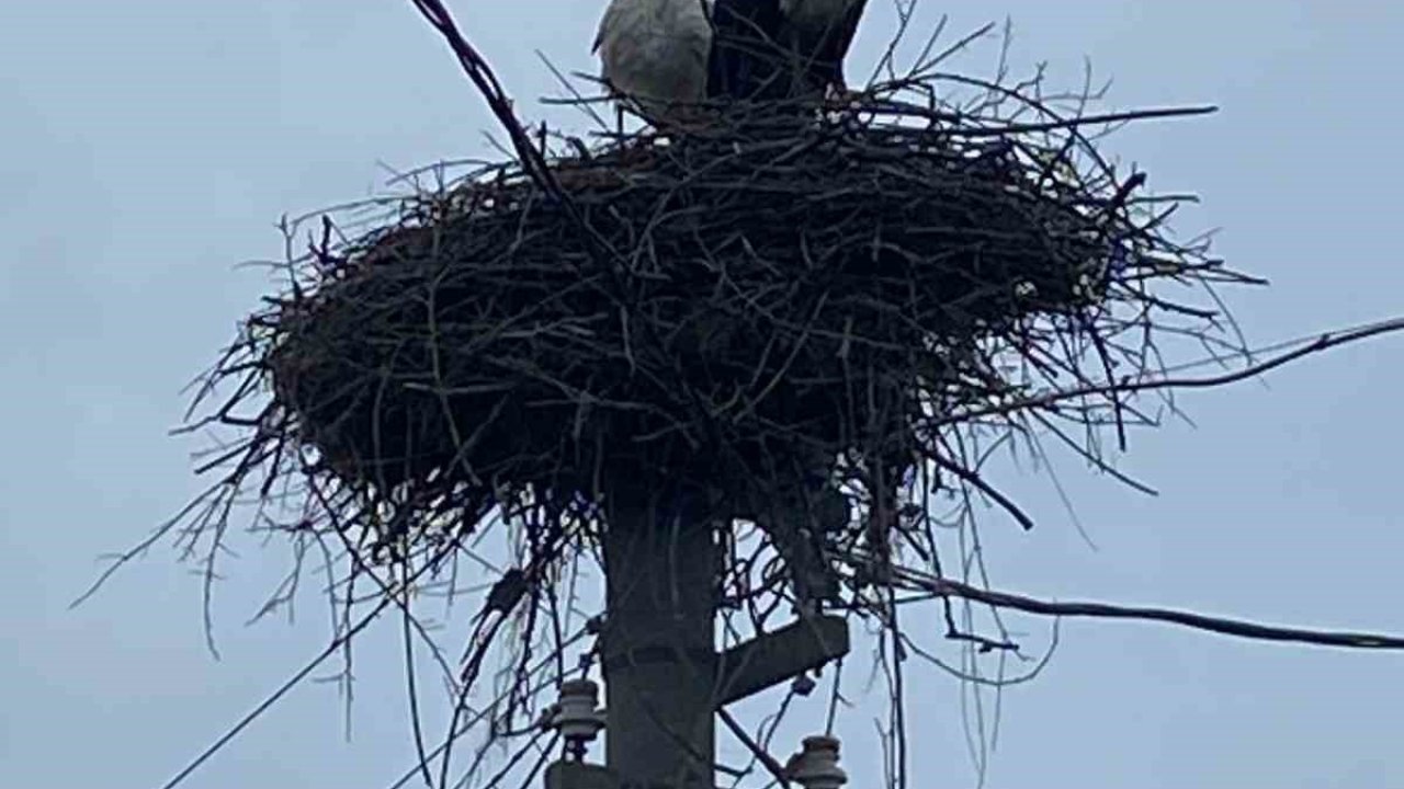2 aşık leylek geleneği bozmadı