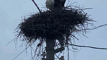 2 aşık leylek geleneği bozmadı