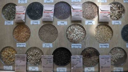 3 milyon yerel tohum dağıtıldı