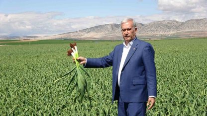 AB tescilli Araban sarımsağında yüksek rekolte ve kaliteli ürün bekleyişi