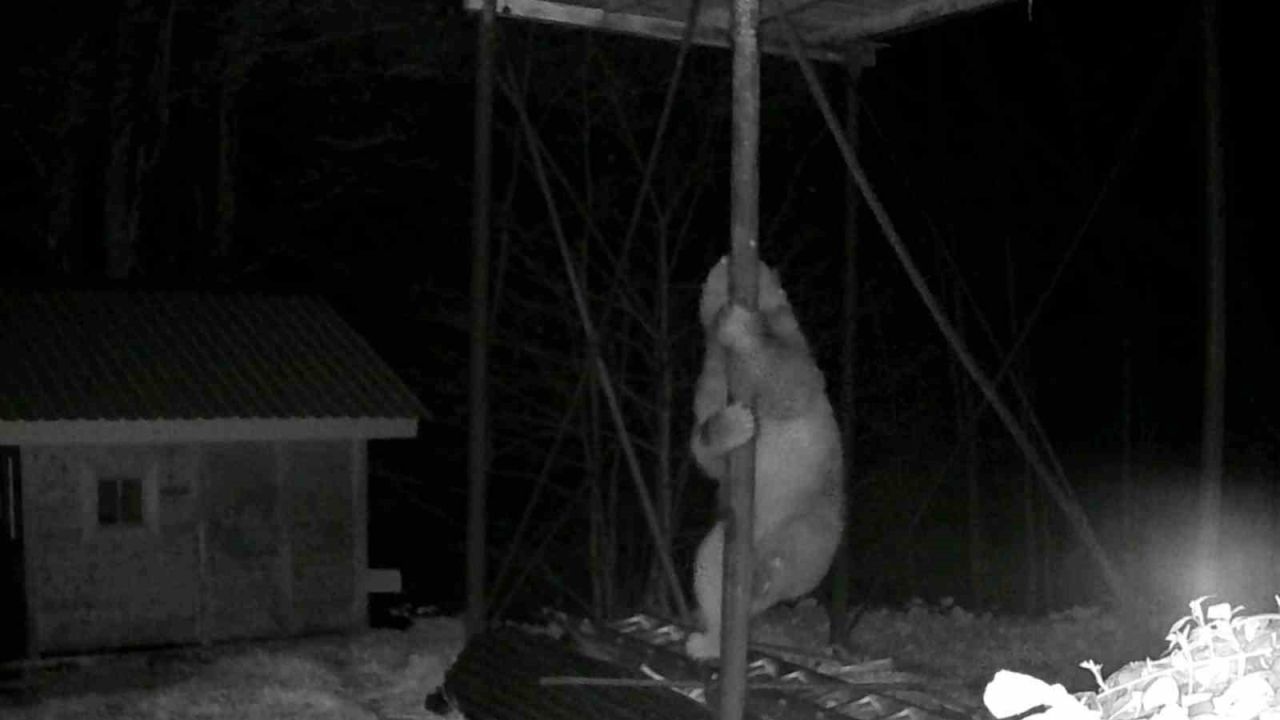 Aç kalan ayı kovanlara ulaşmak için düz demire tırmanmaya çalıştı