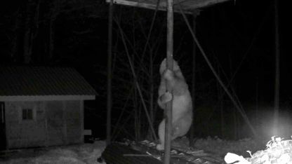 Aç kalan ayı kovanlara ulaşmak için düz demire tırmanmaya çalıştı