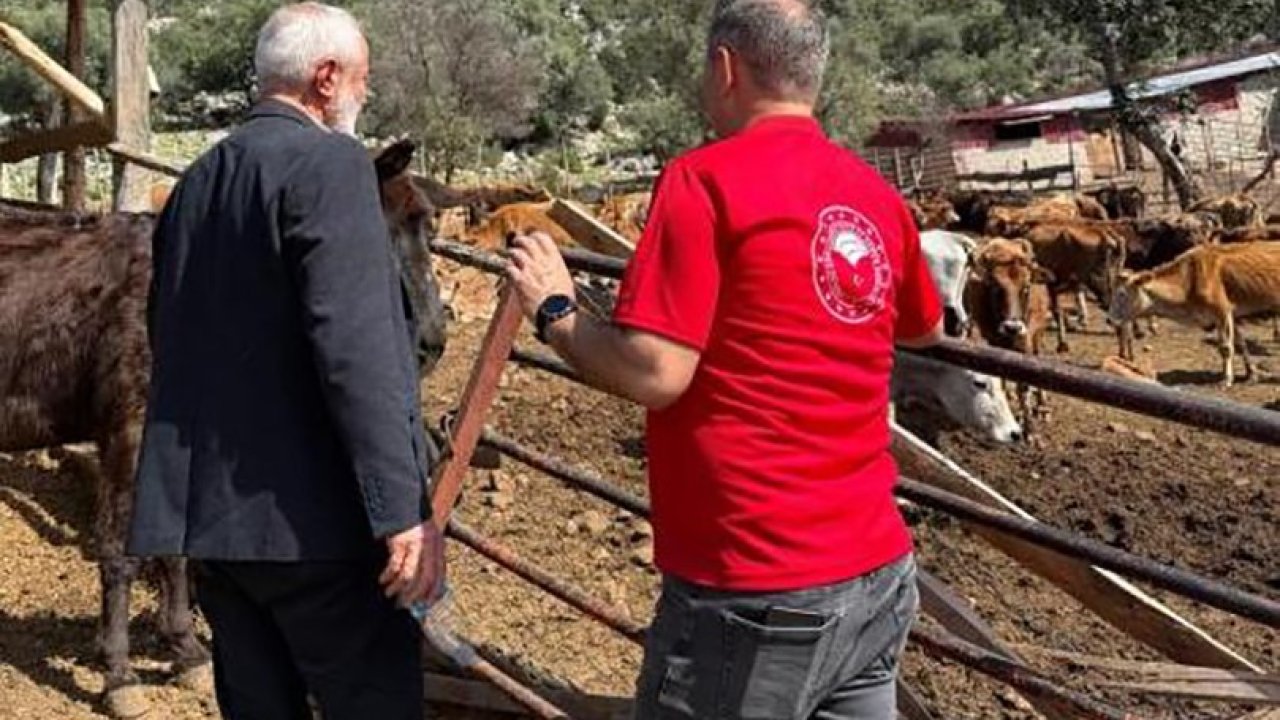 Adana’da "Güney Sarısı" bereketi: Yerli ırk üreticinin yüzünü güldürüyor