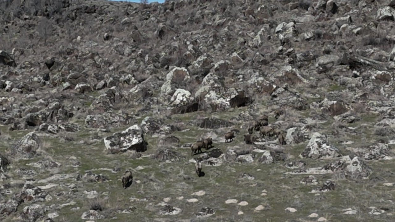 Adilcevaz’da domuzlar çiftçileri bezdirdi