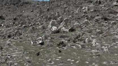 Adilcevaz’da domuzlar çiftçileri bezdirdi