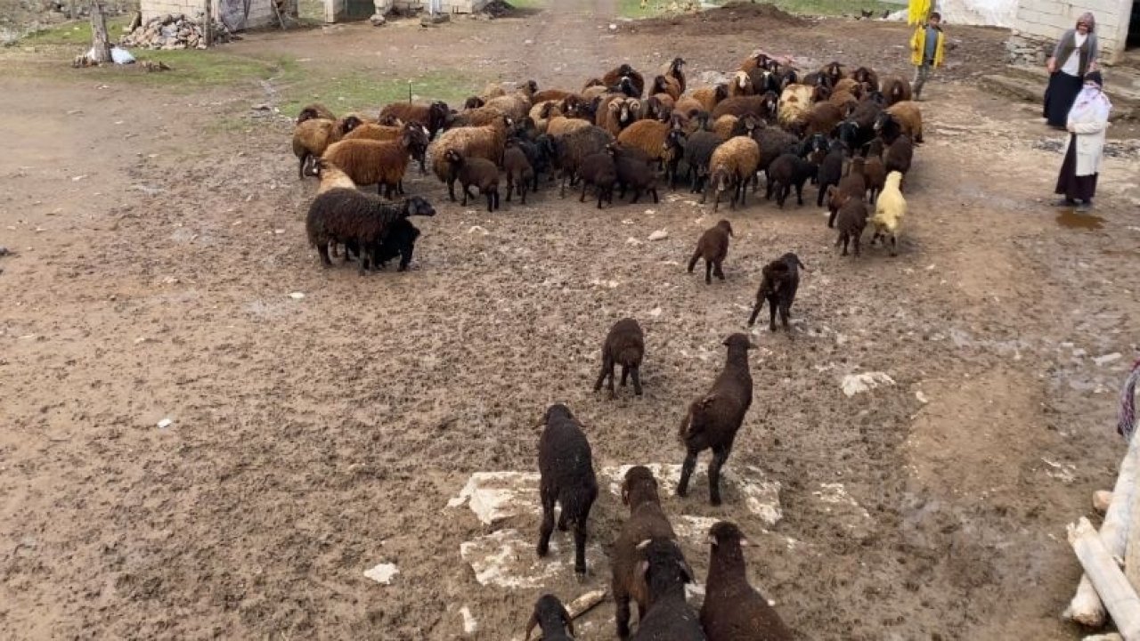 Ağrı’da kuzuların anneleri ile buluşması renkli anlara sahne oldu