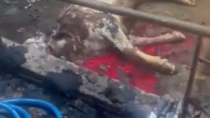 Ahır yandı, 12 büyükbaş hayvan telef oldu