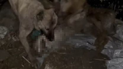 Ahıra girmeye çalışan kurdu kangallar telef etti