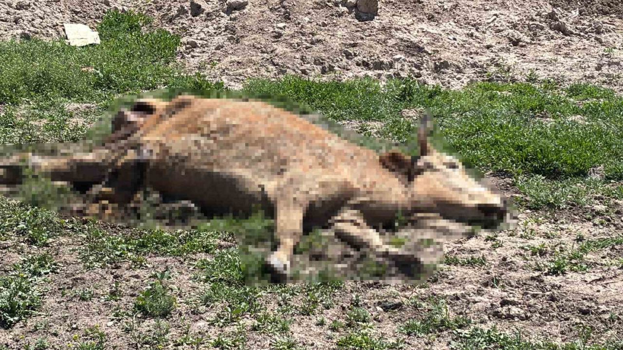 Aksaray’da ölen hayvanlarını araziye atanlara 390 bin lira ceza