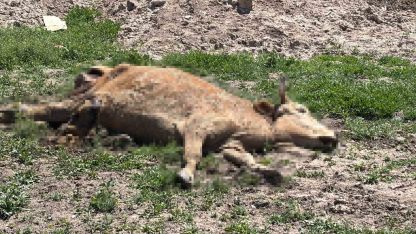 Aksaray’da ölen hayvanlarını araziye atanlara 390 bin lira ceza