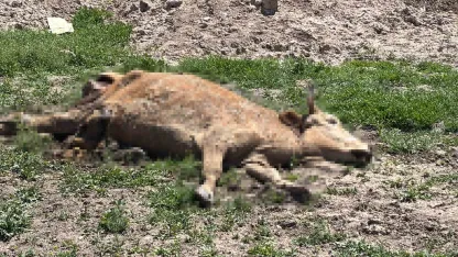 Aksaray’da ölen hayvanlarını araziye atanlara 390 bin lira ceza