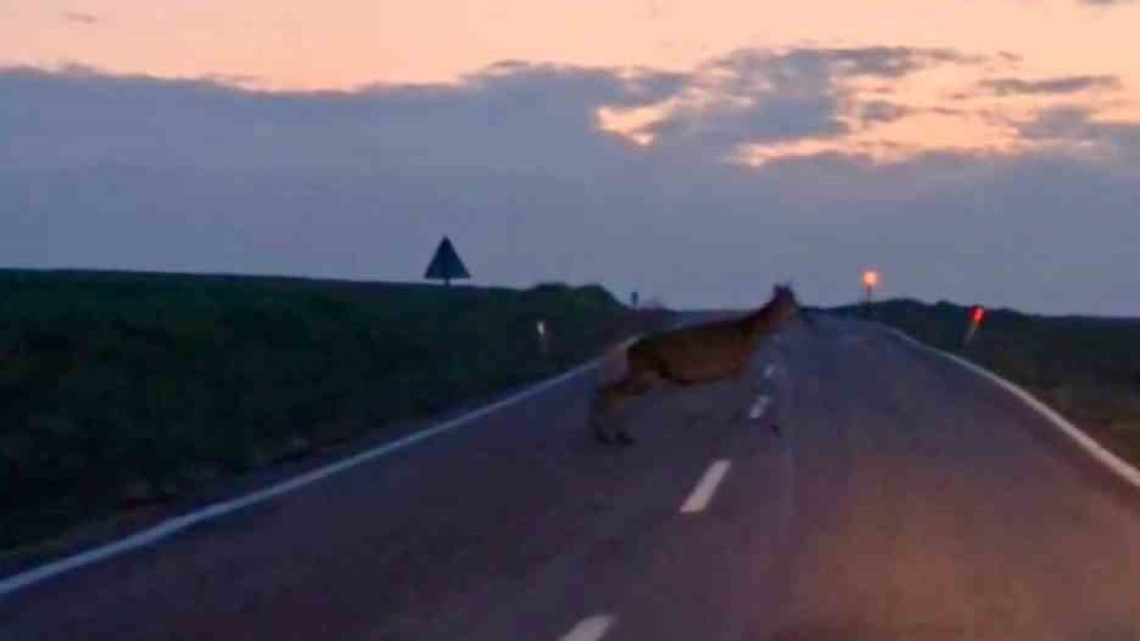 Ankara’da yaban geyiği sürüsü görüldü