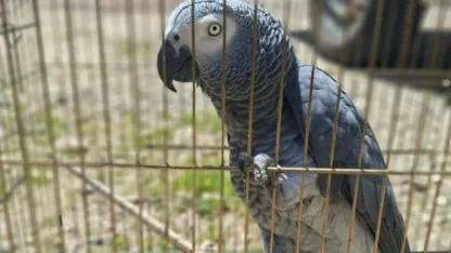 Antalya’da belgesiz papağan bulunduran işletme sahibine 15 bin TL ceza