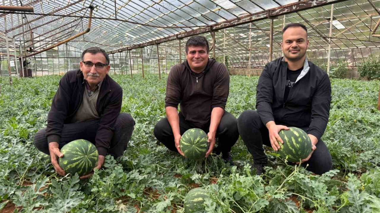 Antalya’da kış karpuzu hasadı için geri sayım başladı