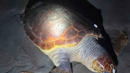 Antalya’da sahilde dev caretta caretta ölü bulundu