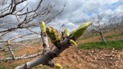 Antep fıstığının sürgün gelişiminde karagöz kurdu ve kabuklu bit riski