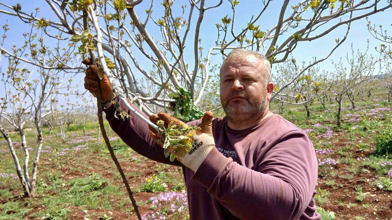 Araban’da fıstık üreticileri tırtıl’la mücadele çalışması başlattı