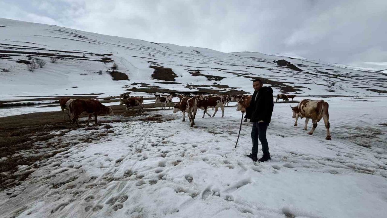 Ardahan’da kış mevsiminin uzaması hayvancılığı vurdu