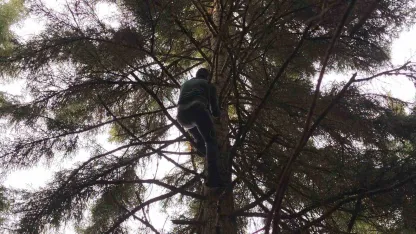 Artvin’de 40 metrelik göknar ağacının tepesine takılan dronu böyle kurtardılar