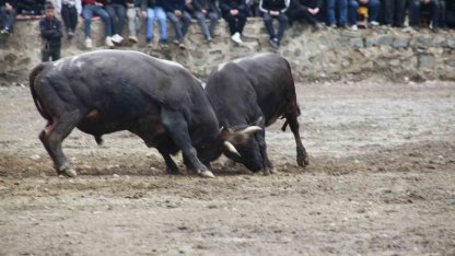 Artvin’de boğa güreşleri sezonu Sarıgöl’de açıldı