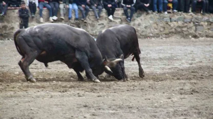 Artvin’de boğa güreşleri sezonu Sarıgöl’de açıldı
