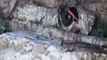 Artvin’de kara leylek görüntülendi