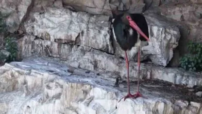 Artvin’de kara leylek görüntülendi