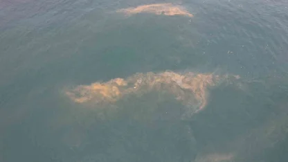 Avcılar kıyılarında tedirgin eden görüntü