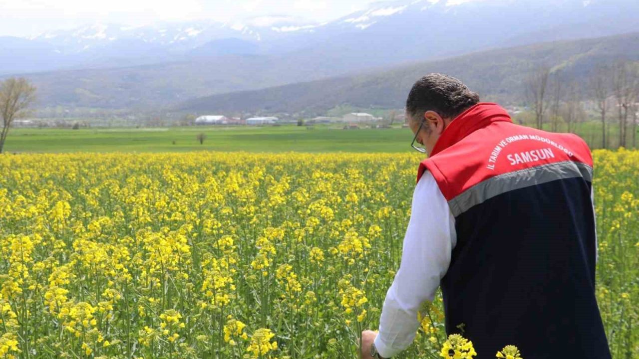 Ayçiçeği ve kuru fasulye tohumları çiftçilere teslim edildi