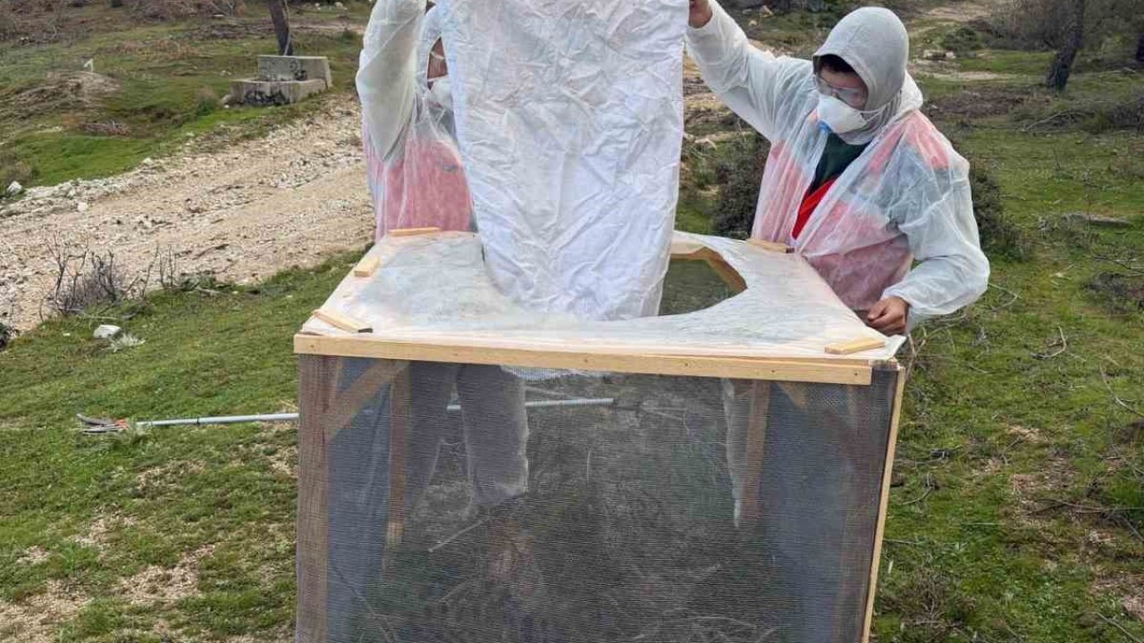 Aydın ormanlarında çam kese böceğine karşı kapsamlı mücadele