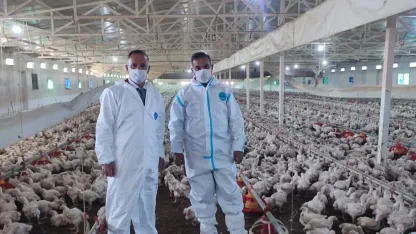 Aydın’da kanatlı üretimi 71 işletmede sürüyor