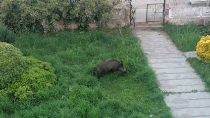 Ayvalık’ta Çamlık’ı yaban domuzları bastı