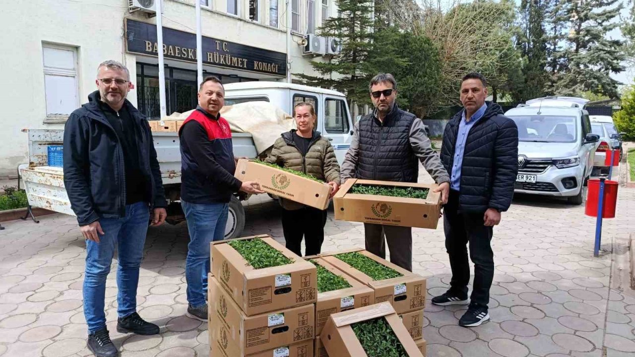 Babaeski’de üreticiye 2 bin kırmızı domates fidesi verildi