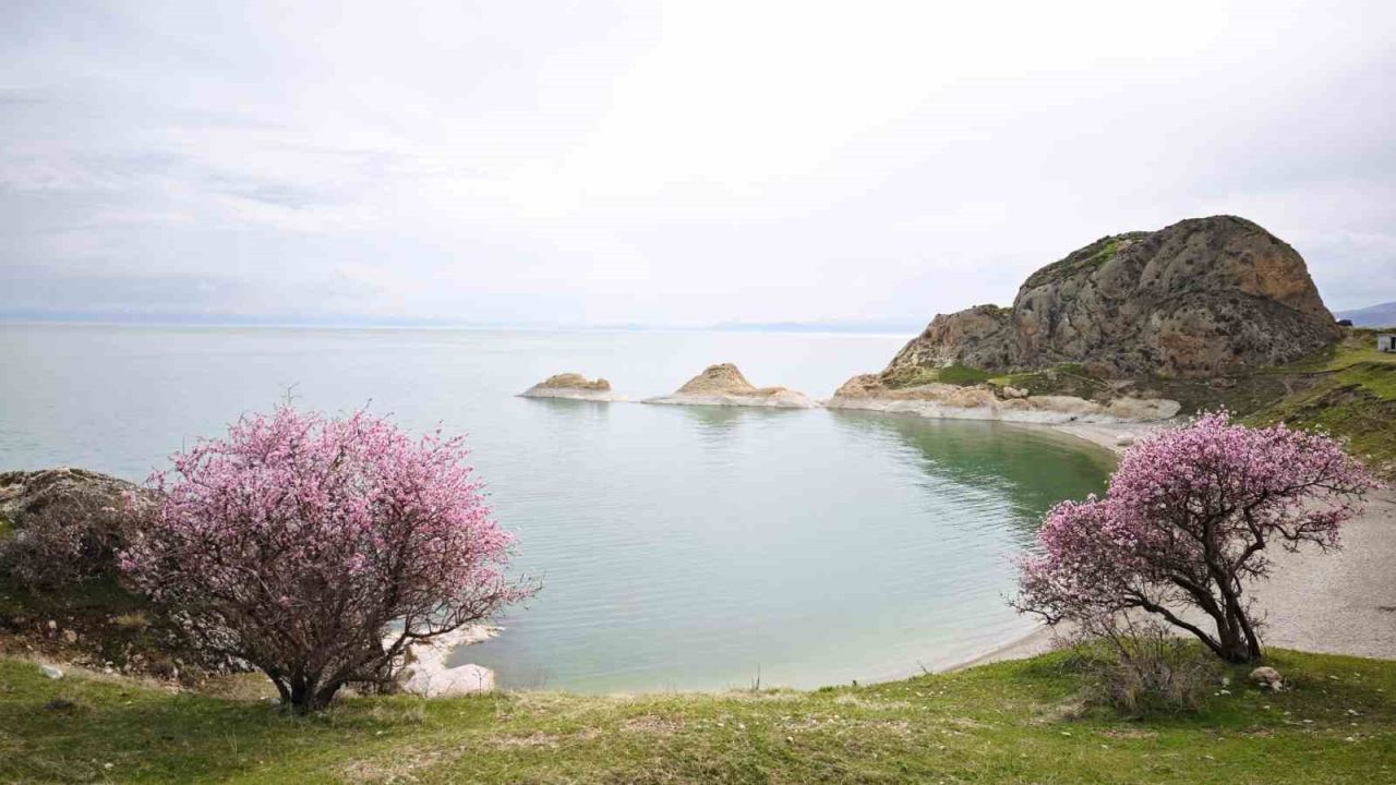 Badem çiçekleri Van Gölü kıyılarını renklendirdi