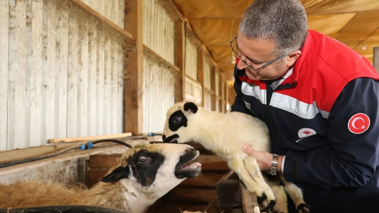 Bafra’da organik hayvancılığa yerinde inceleme