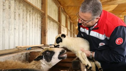 Bafra’da organik hayvancılığa yerinde inceleme