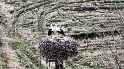Baharın müjdecisi leylekler Sinop’a geldi