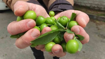 Balıkesir’de ilk erik hasadı yapıldı