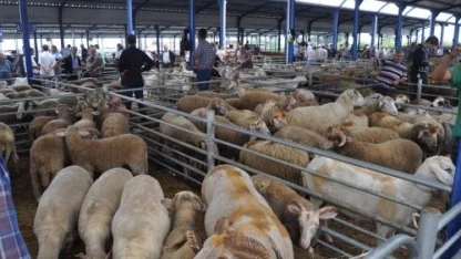 Balıkesir’de Kurban Bayramı öncesi şap alarmı: Hayvan pazarları kapatıldı