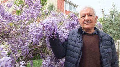 Balıkesir’de mor salkım güzelliği başladı