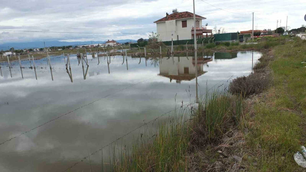 Balıkesir’de nisan yağmurları zeytincileri sevindirdi