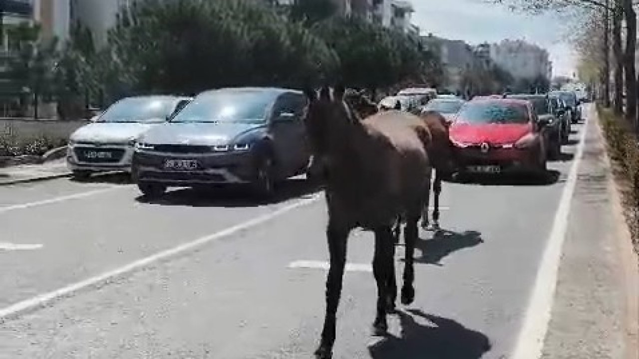 Başıboş atlar şehirde yolları mesken tuttu